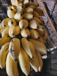 A bunch of banana