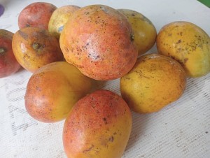 Fresh mangoes from Yambio each is 500 ssp