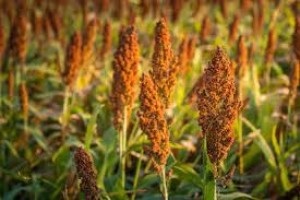 BMR 506x51 Sorghum Sudangrass (SxS)