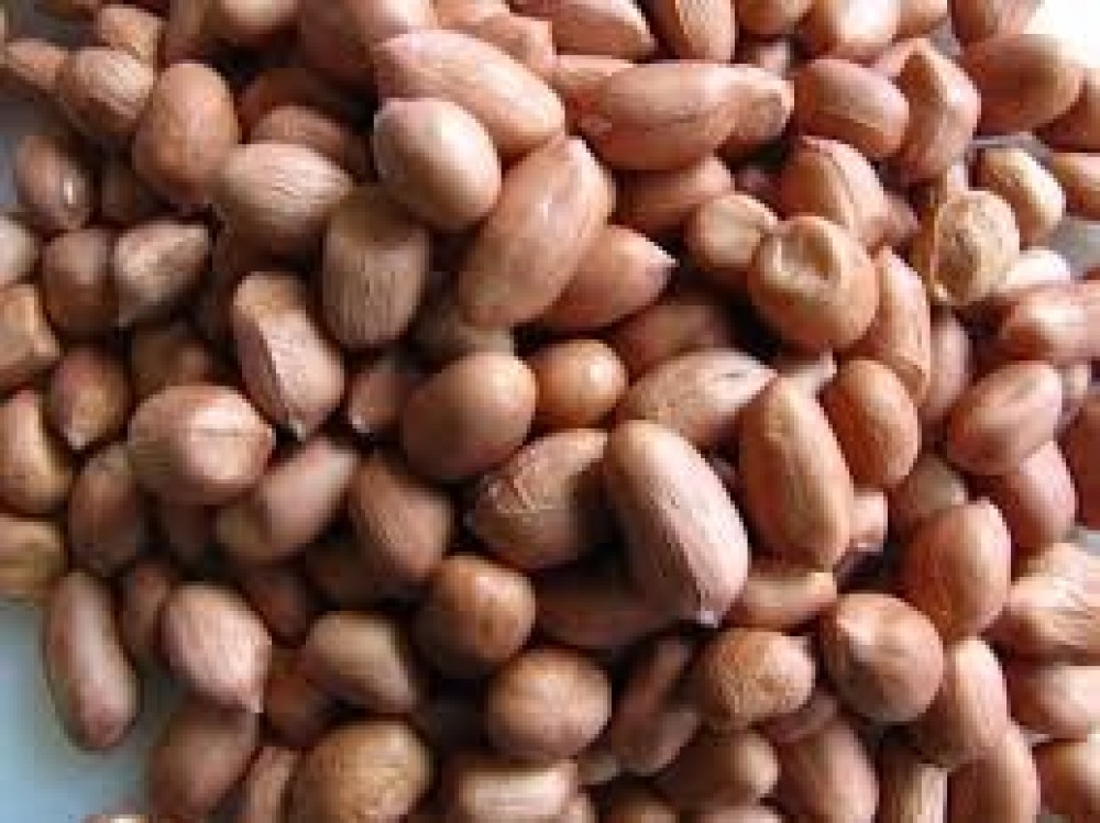 Groundnut