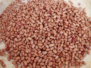 Kidney Beans