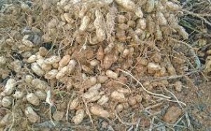 Groundnut