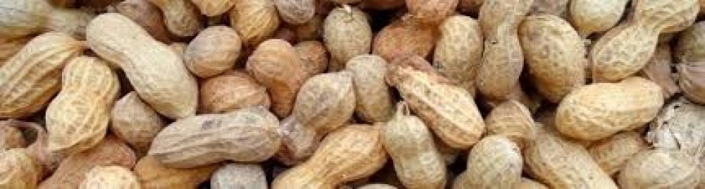 peanuts