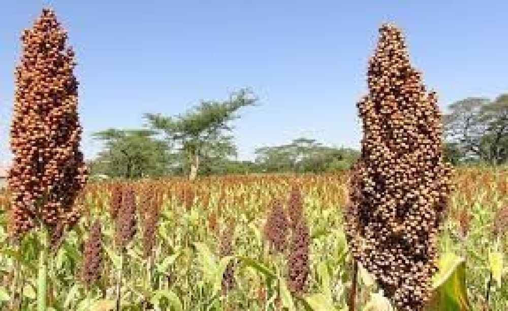 Sorghum