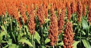 Red Sorghum