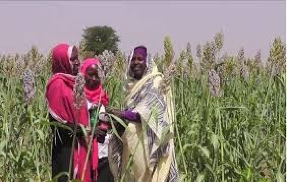 Sorghum