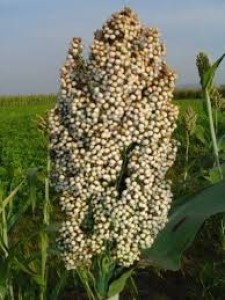 Sorghum