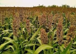 Sorghum