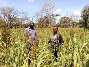 Sorghum