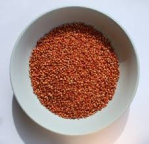 Sorghum