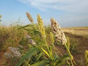 Sorghum