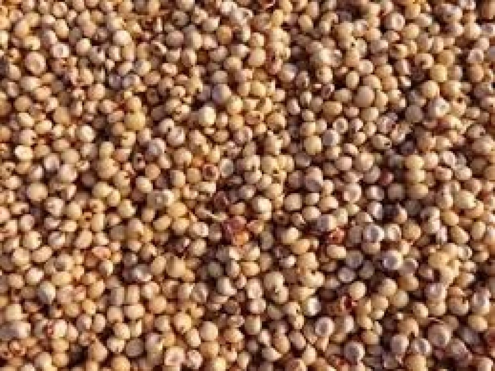 Sorghum