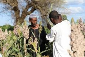 Sorghum