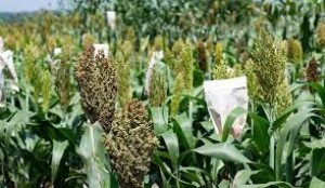 Sorghum