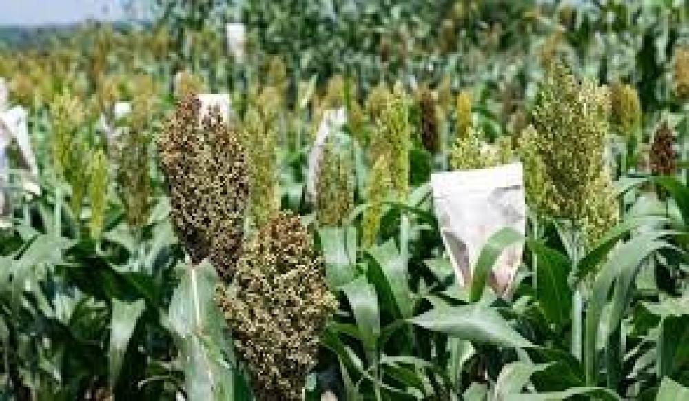 Sorghum