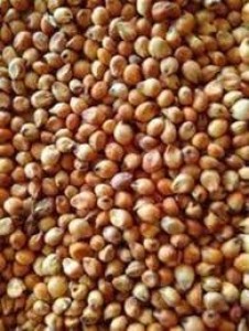 Sorghum