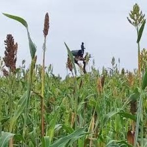 Sorghum