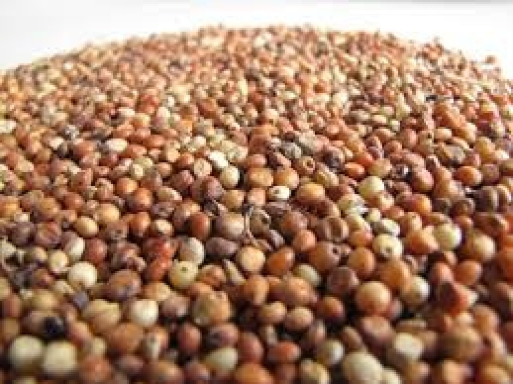 Sorghum