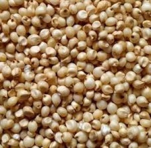 Sorghum