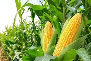 Maize/Corn