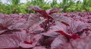 red spinach