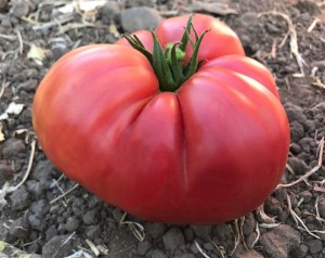 Tomato