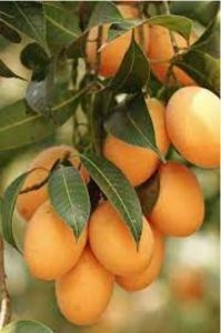 Sudanese Mangoes