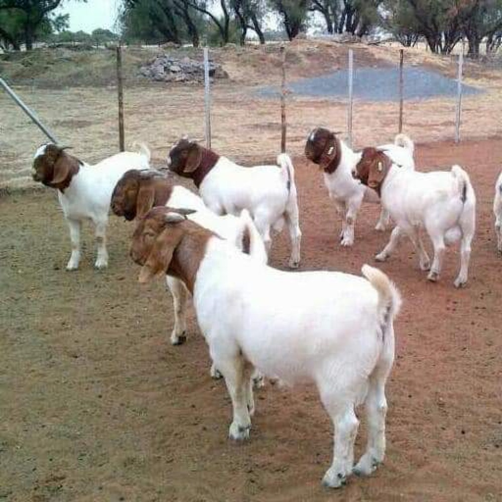 goats for sale. whatsap +255764365222