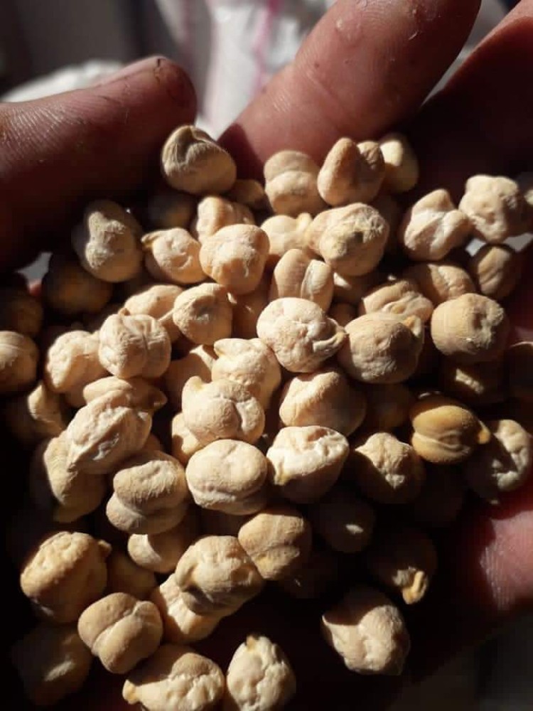 cashew nuts for sale. whatsap +255764365222