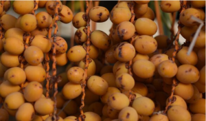 South Sudan Local Fruit 2