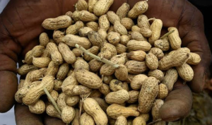 Raw Peanuts