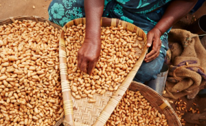 Peanuts from South Sudan