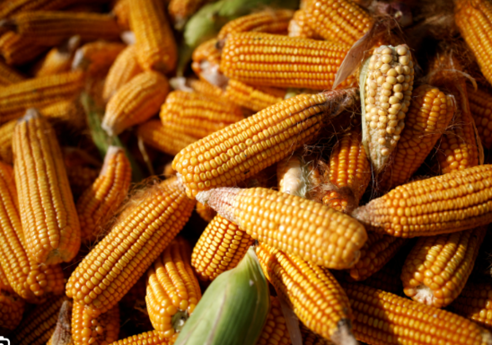 Corn( per KG)