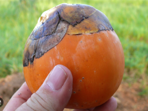 Palmyra Palm Fruit