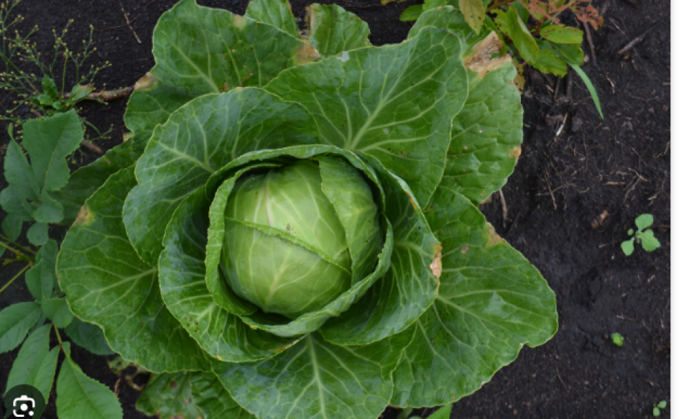 cabbage