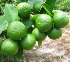 Lemons from Sputh Sudan