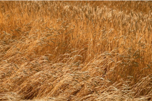 Cereal Crops