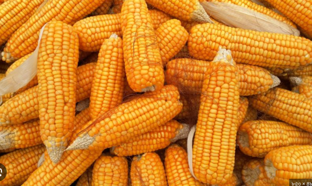 Maize