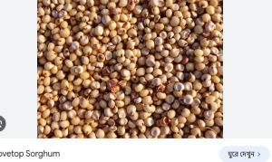 sorghum