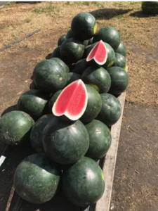 Sudanese Watermelon
