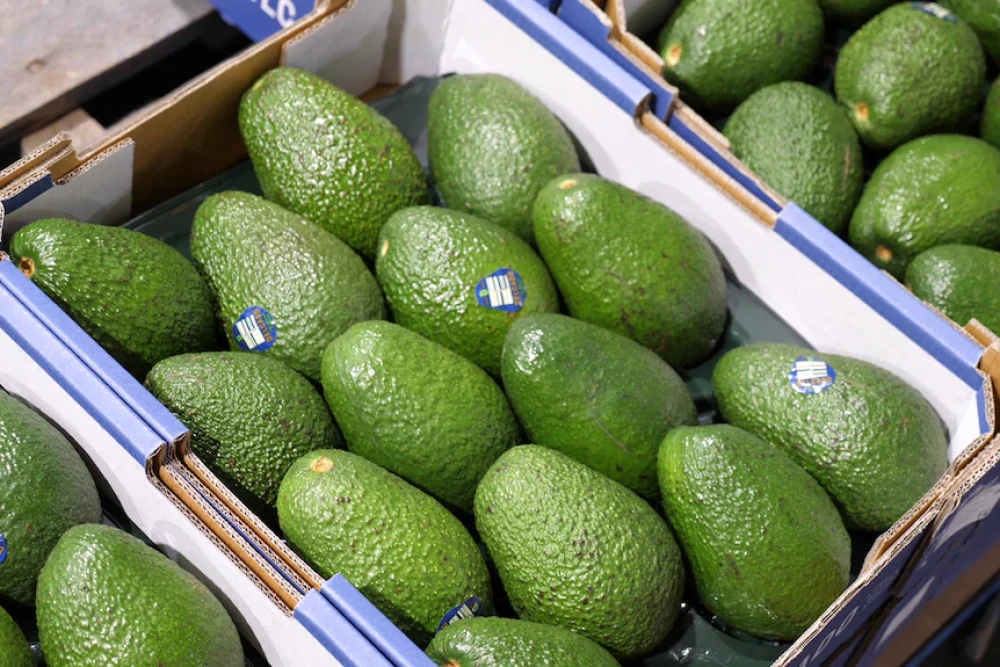 Avocado Fruit - Wholesale