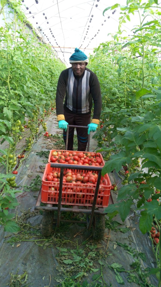 Harvested Tomatoes