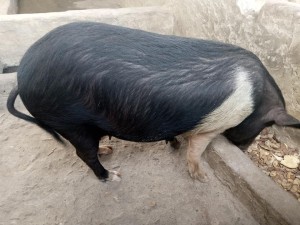 Farm Fosterage Pigs