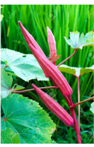 okra ladies finger