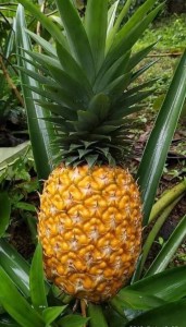 South Sudan pineapple
