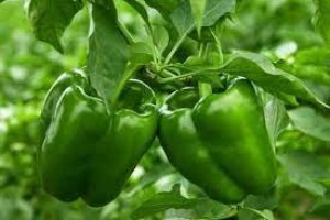 Bell peppers (green) - 100 gm