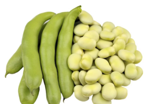 Raw Fava Beans