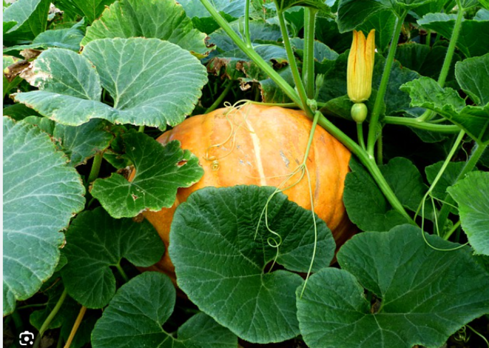 pumpkin leaves 5