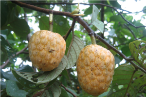 Sudanese Native Fruit