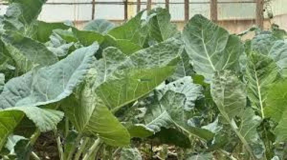 Sukuma Wiki